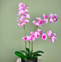 Pink Orchid Phalaenopsis Delight