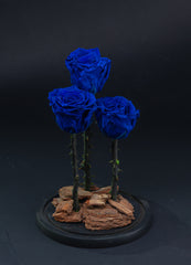 Trio Blue Forever Rose