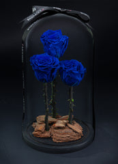 Trio Blue Forever Rose