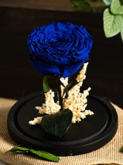 Single Blue Forever Rose