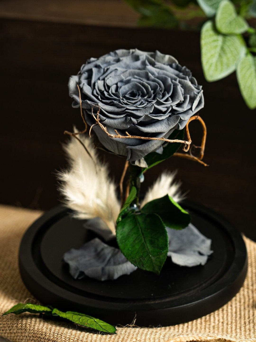 Single Grey Forever Rose