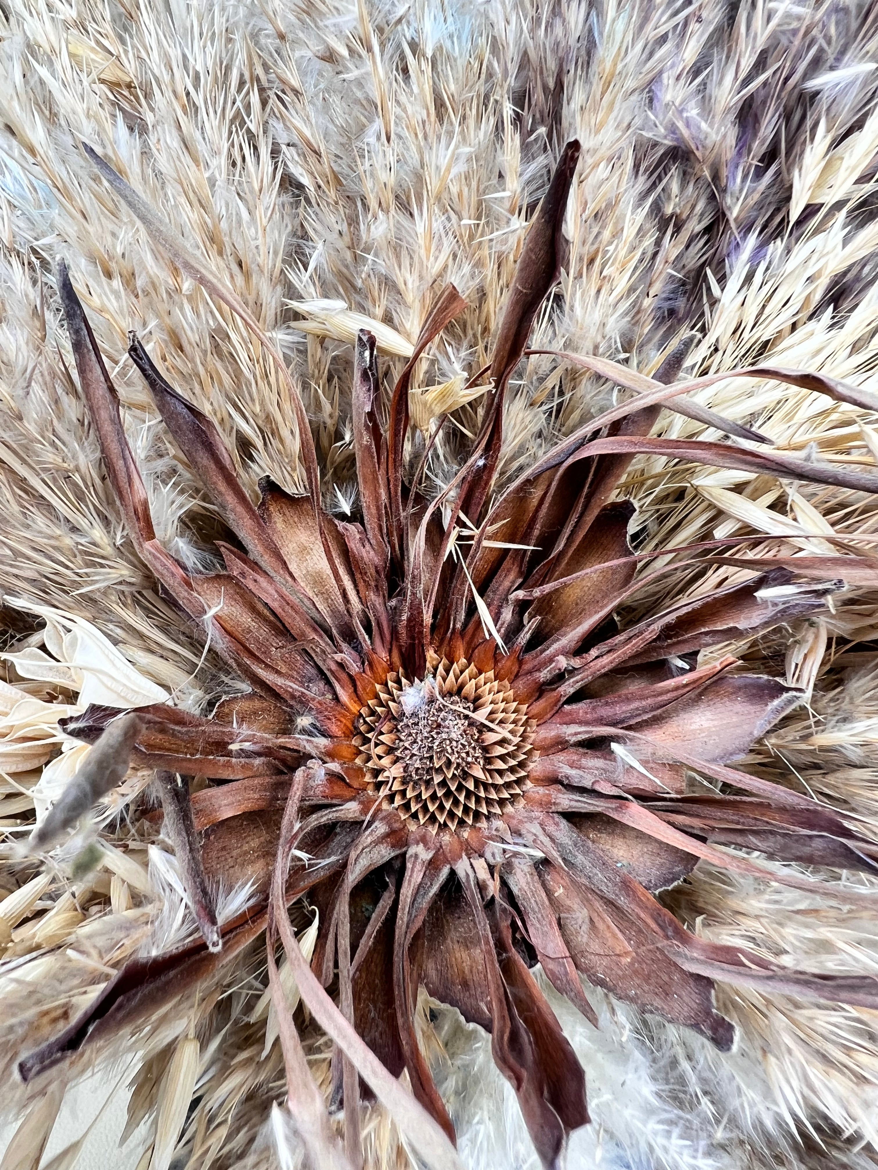 Dried Blooms