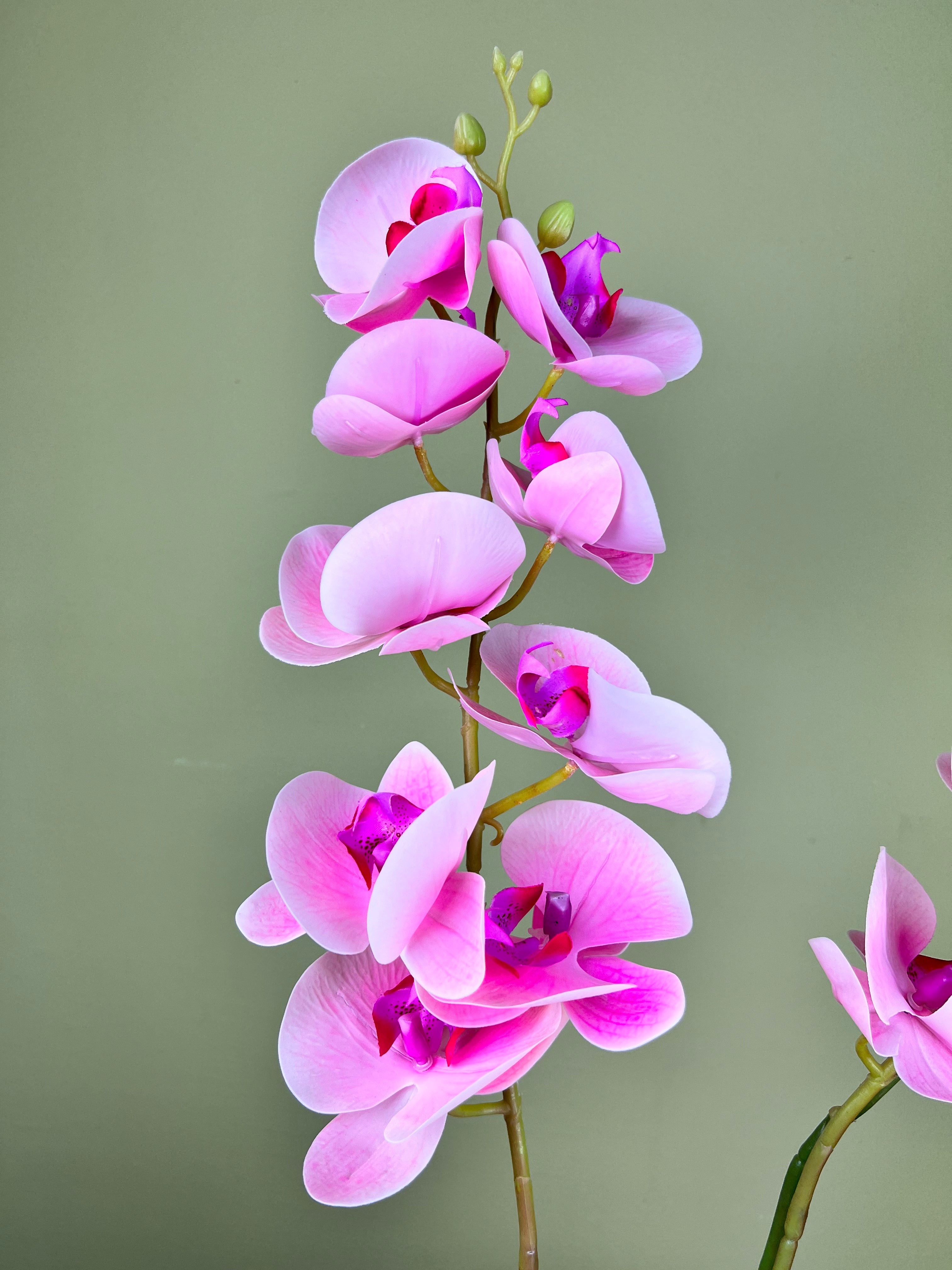 Pink Orchid Phalaenopsis  Delight