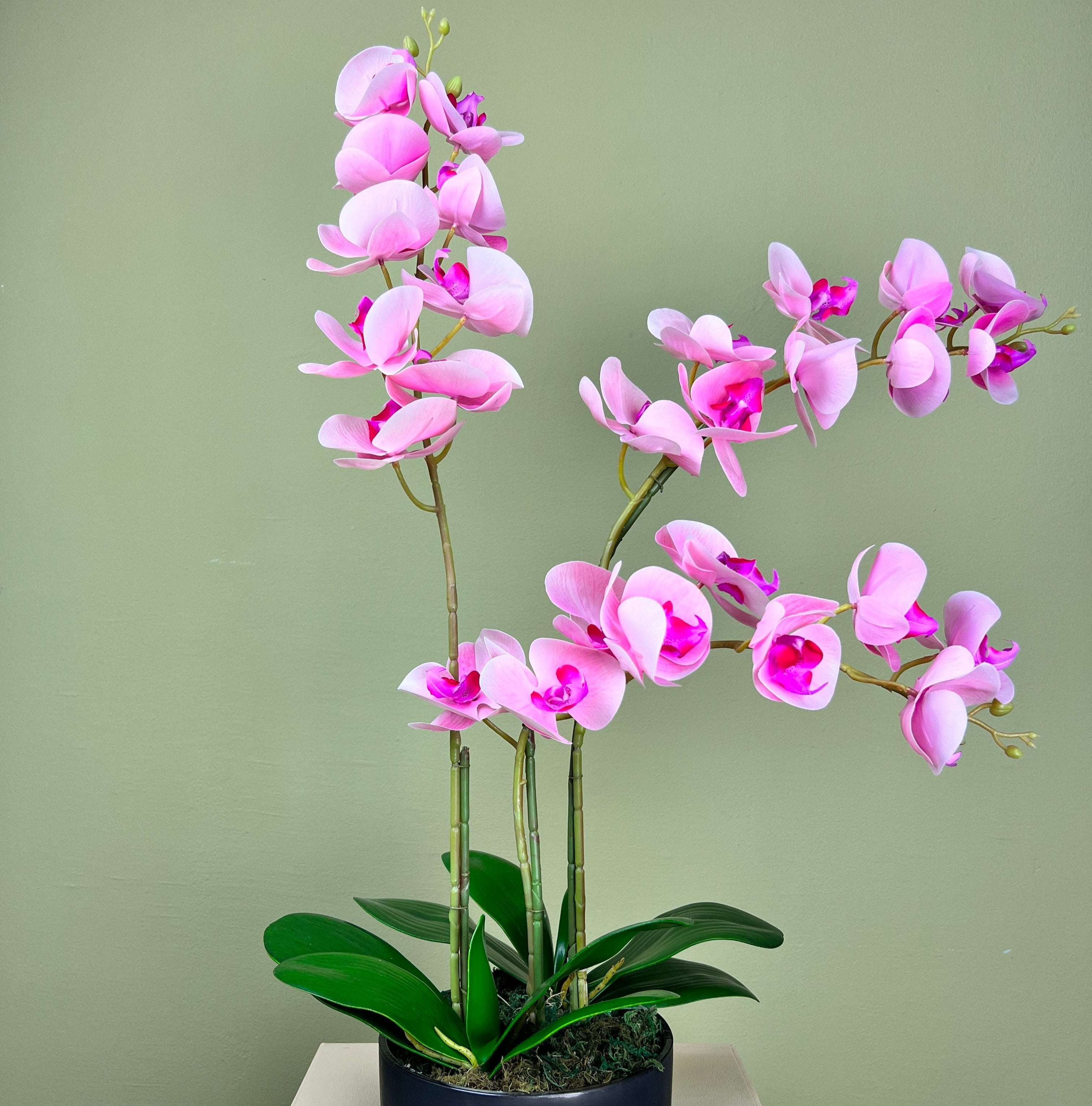 Pink Orchid Phalaenopsis  Delight