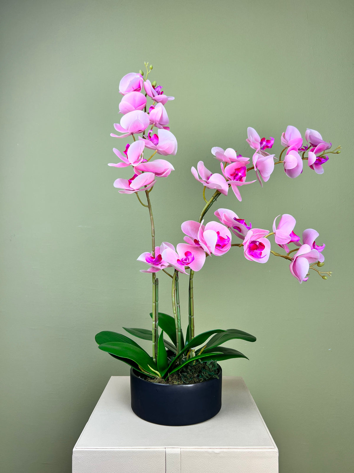 Pink Orchid Phalaenopsis  Delight