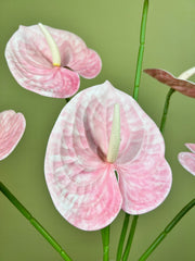 Pink Anthurium