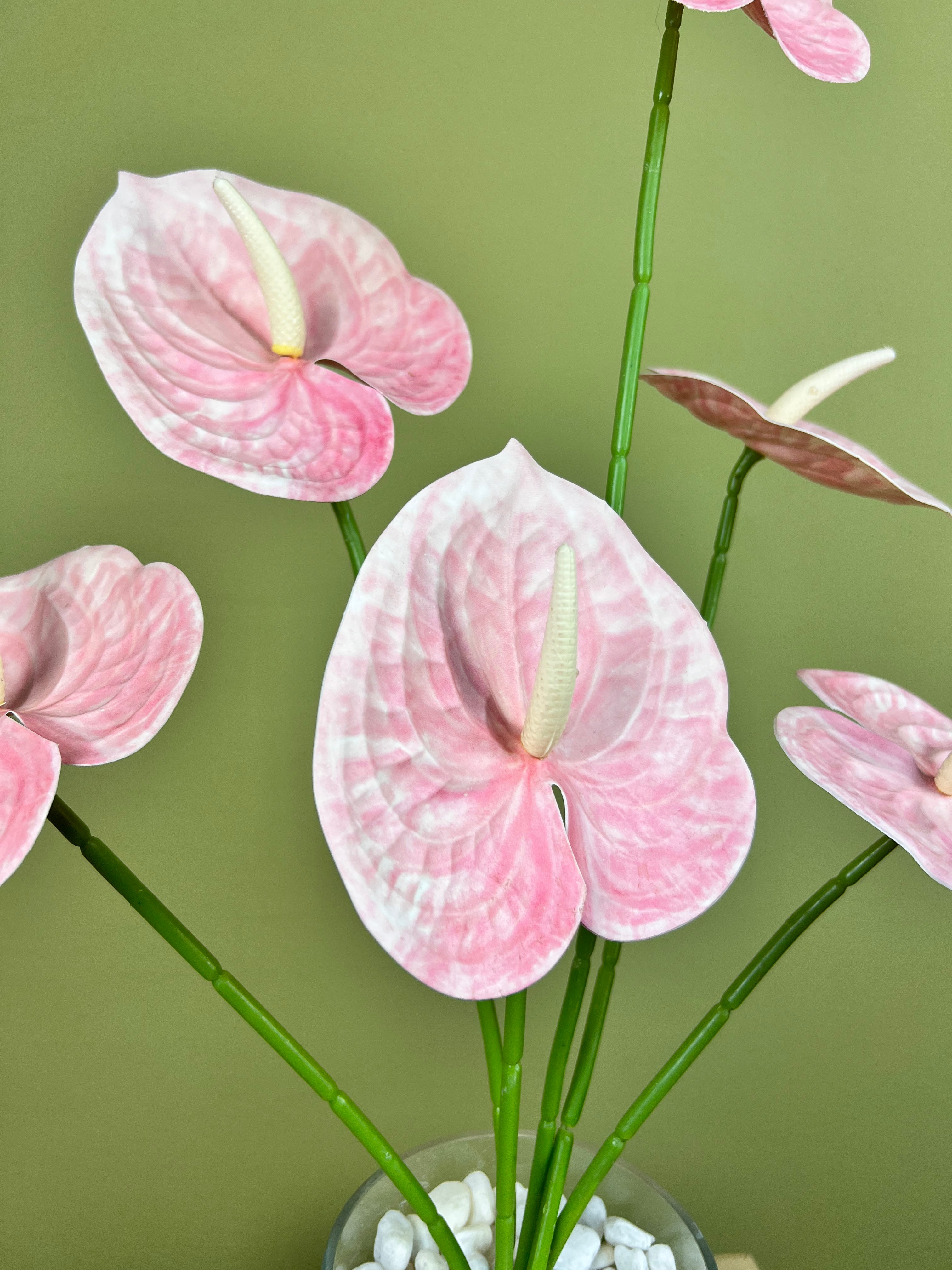 Pink Anthurium